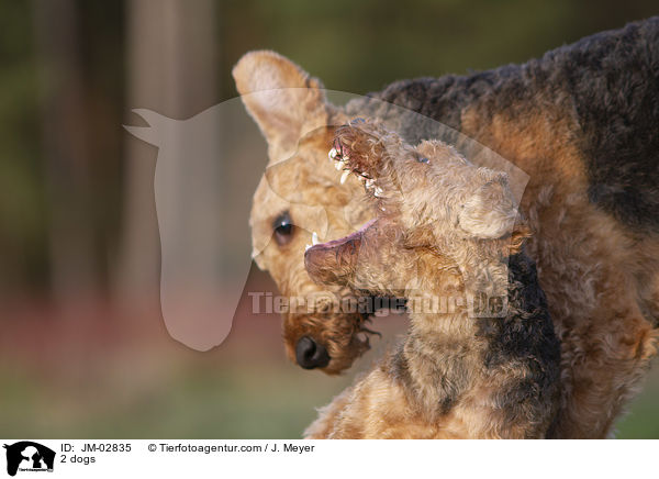 2 dogs / JM-02835