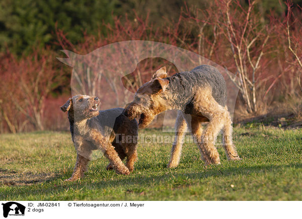 2 dogs / JM-02841