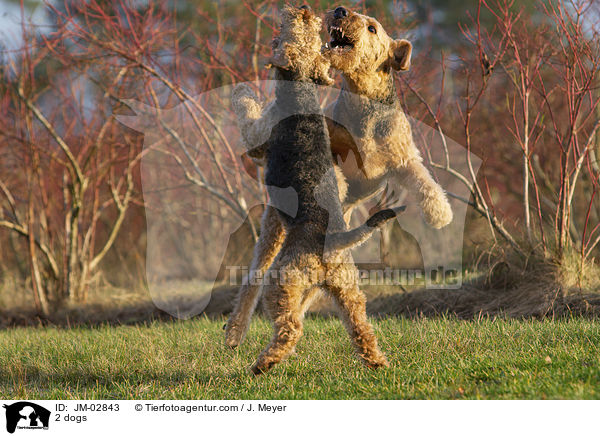 2 dogs / JM-02843