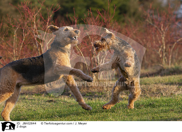 2 dogs / JM-02844