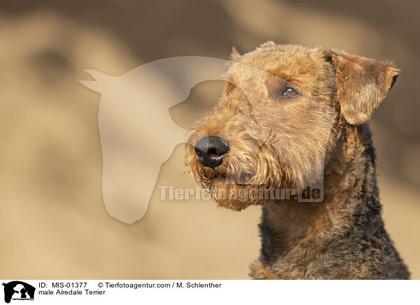 male Airedale Terrier / MIS-01377