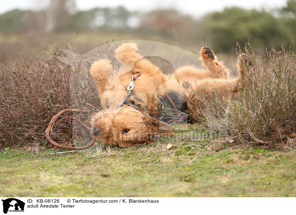 ausgewachsener Airedale Terrier / adult Airedale Terrier / KB-08126