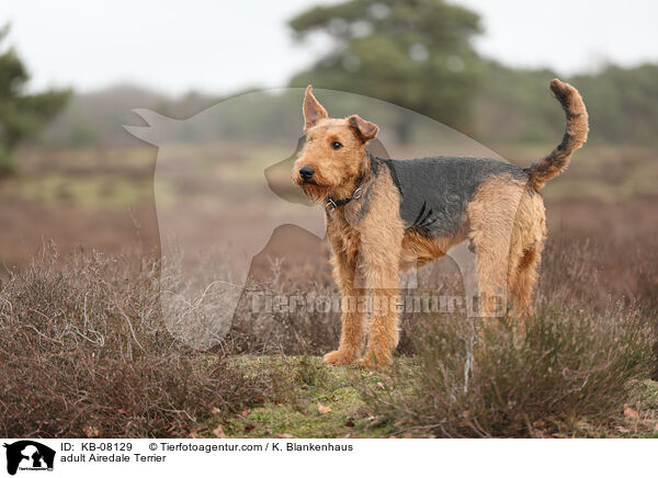 ausgewachsener Airedale Terrier / adult Airedale Terrier / KB-08129