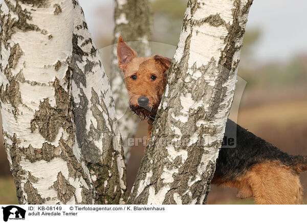 adult Airedale Terrier / KB-08149