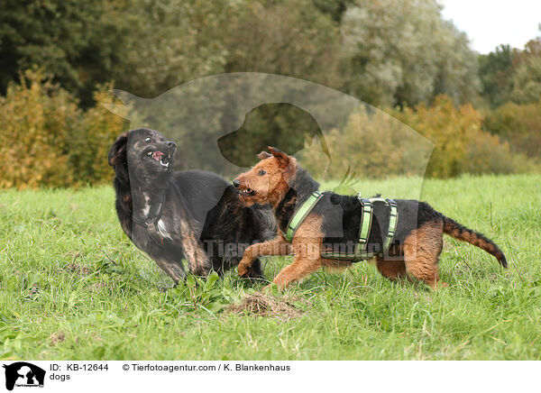 Hunde / dogs / KB-12644
