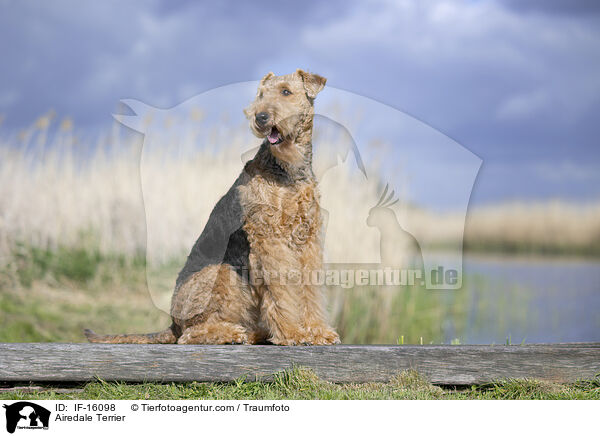 Airedale Terrier / Airedale Terrier / IF-16098
