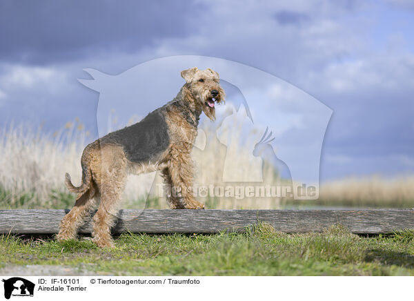 Airedale Terrier / Airedale Terrier / IF-16101