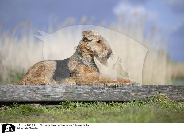 Airedale Terrier / Airedale Terrier / IF-16104