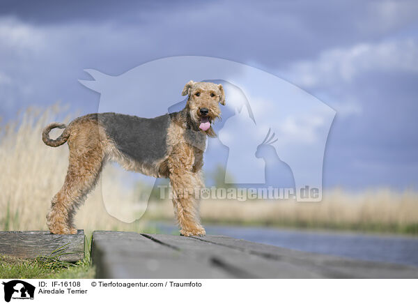 Airedale Terrier / Airedale Terrier / IF-16108