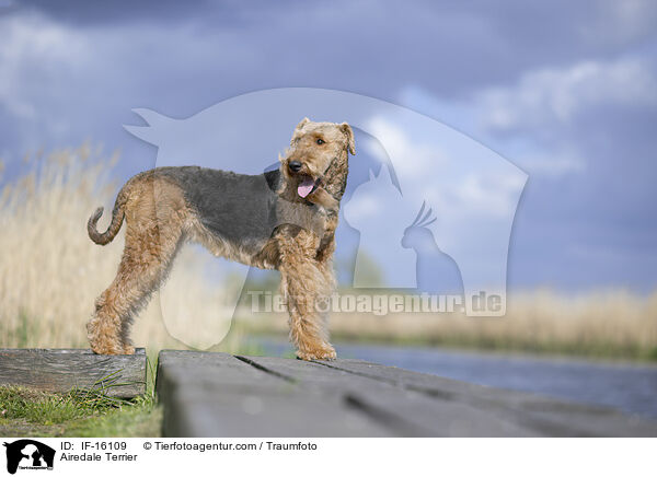 Airedale Terrier / Airedale Terrier / IF-16109