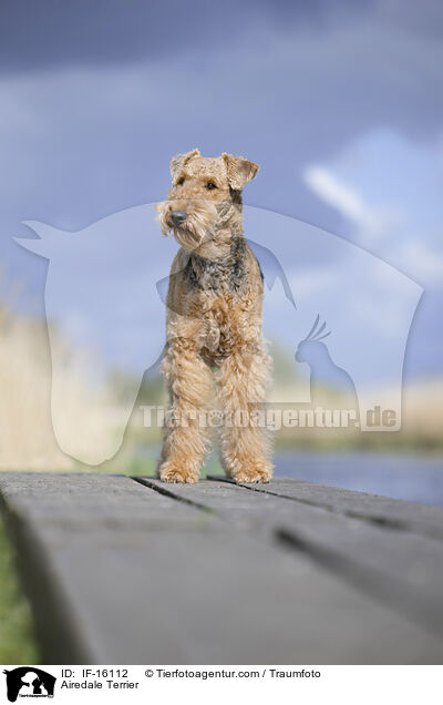 Airedale Terrier / Airedale Terrier / IF-16112