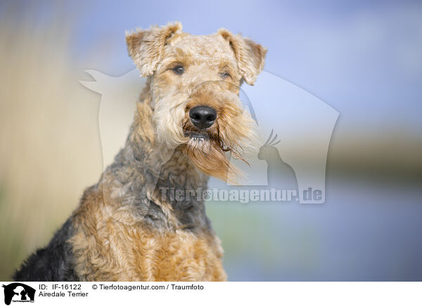Airedale Terrier / Airedale Terrier / IF-16122