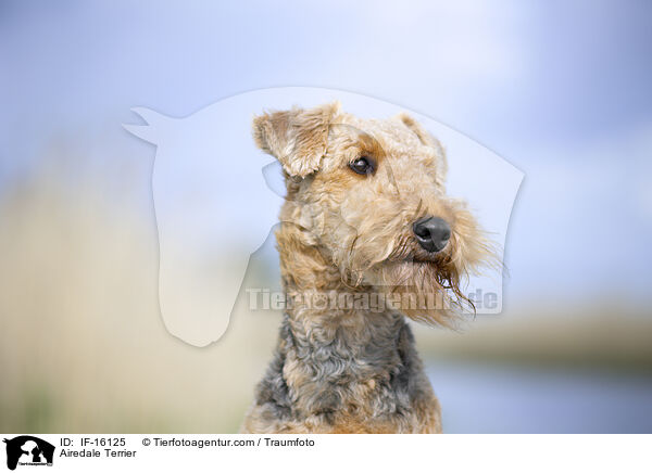 Airedale Terrier / Airedale Terrier / IF-16125