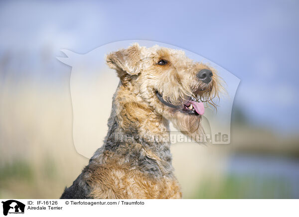 Airedale Terrier / Airedale Terrier / IF-16126