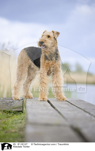 Airedale Terrier / Airedale Terrier / IF-16127