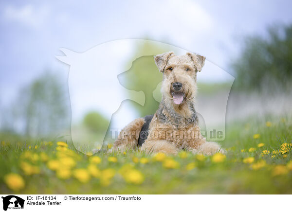 Airedale Terrier / Airedale Terrier / IF-16134