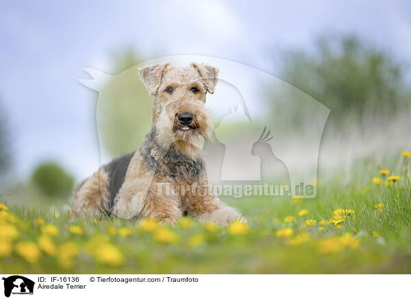 Airedale Terrier / Airedale Terrier / IF-16136