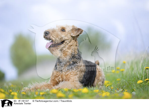 Airedale Terrier / Airedale Terrier / IF-16137