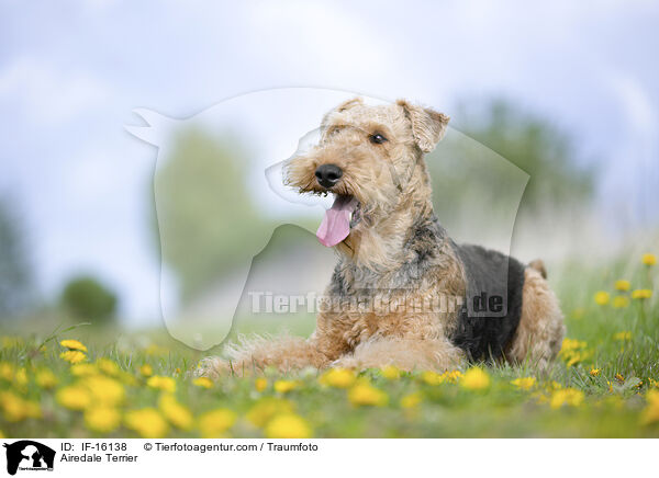 Airedale Terrier / Airedale Terrier / IF-16138