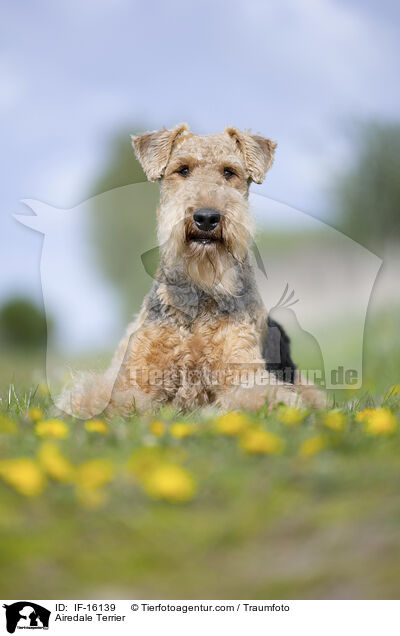 Airedale Terrier / Airedale Terrier / IF-16139