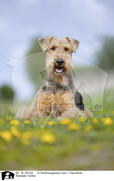 Airedale Terrier / IF-16140
