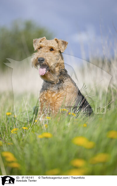 Airedale Terrier / Airedale Terrier / IF-16141