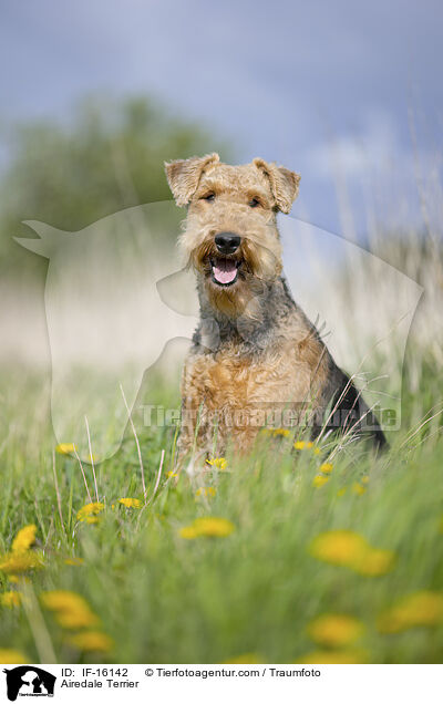 Airedale Terrier / Airedale Terrier / IF-16142