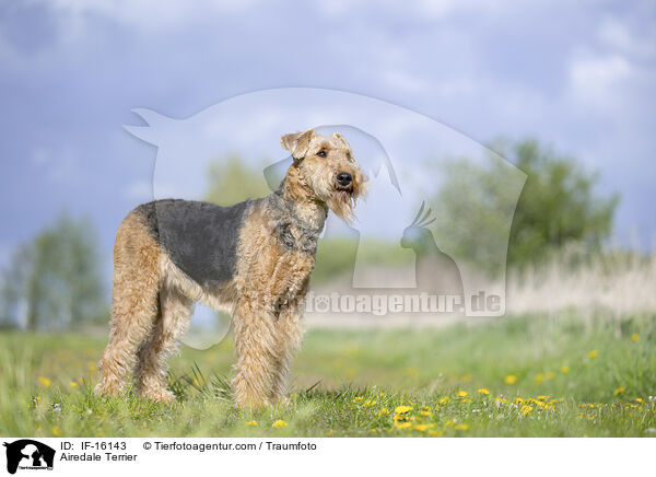 Airedale Terrier / Airedale Terrier / IF-16143