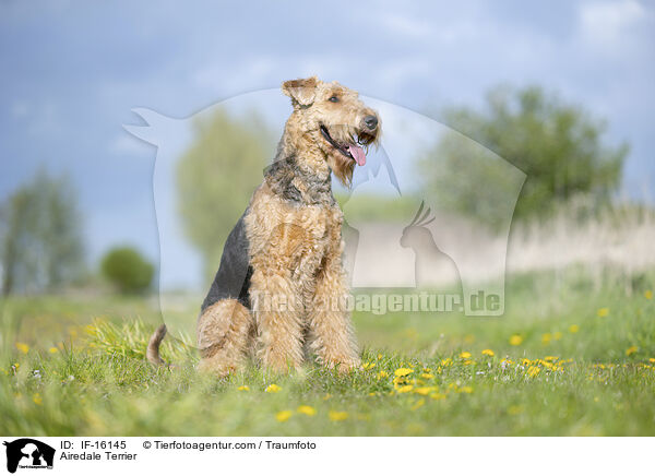 Airedale Terrier / Airedale Terrier / IF-16145