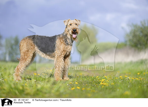 Airedale Terrier / Airedale Terrier / IF-16147
