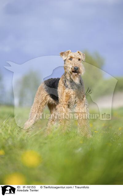 Airedale Terrier / Airedale Terrier / IF-16153