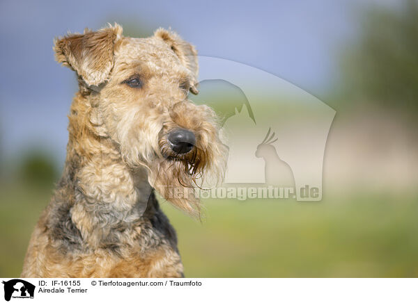 Airedale Terrier / Airedale Terrier / IF-16155