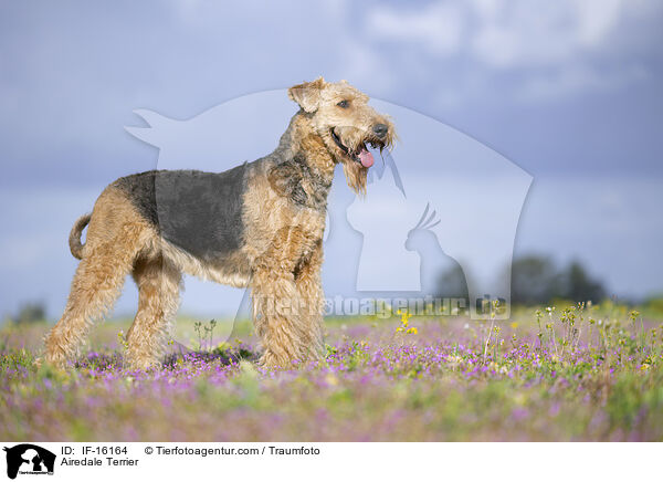 Airedale Terrier / Airedale Terrier / IF-16164