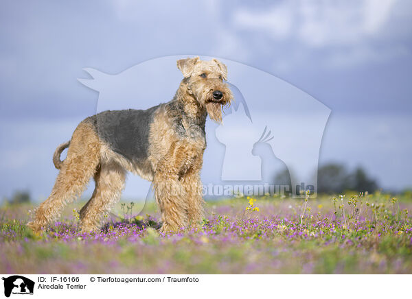Airedale Terrier / IF-16166