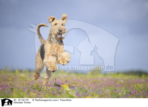 Airedale Terrier / Airedale Terrier / IF-16175