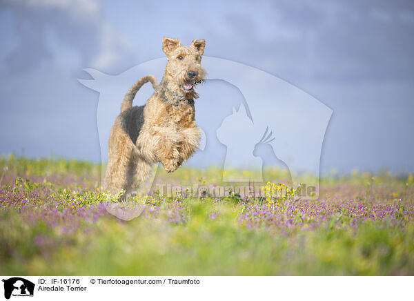 Airedale Terrier / Airedale Terrier / IF-16176
