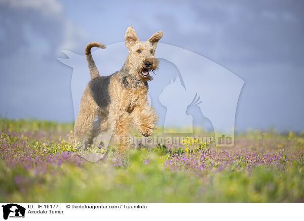 Airedale Terrier / Airedale Terrier / IF-16177