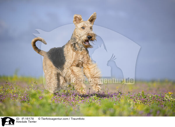 Airedale Terrier / Airedale Terrier / IF-16178