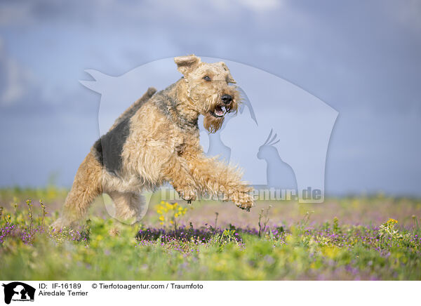 Airedale Terrier / Airedale Terrier / IF-16189