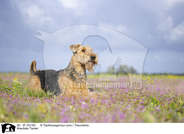 Airedale Terrier / Airedale Terrier / IF-16195