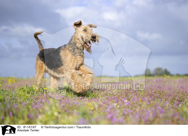 Airedale Terrier / Airedale Terrier / IF-16197