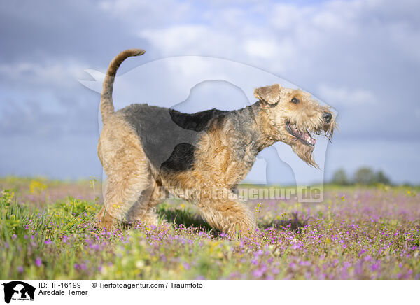 Airedale Terrier / Airedale Terrier / IF-16199