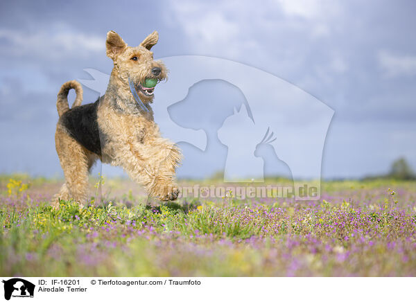 Airedale Terrier / Airedale Terrier / IF-16201