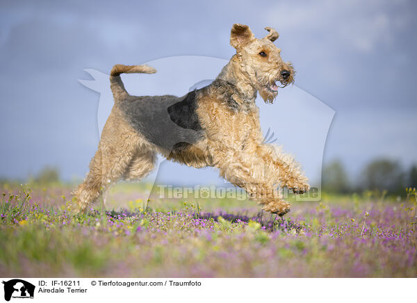 Airedale Terrier / Airedale Terrier / IF-16211
