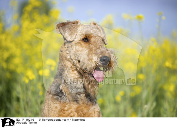 Airedale Terrier / Airedale Terrier / IF-16216