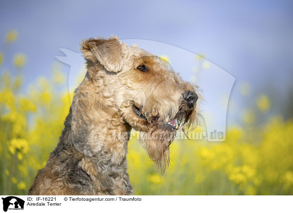 Airedale Terrier / Airedale Terrier / IF-16221
