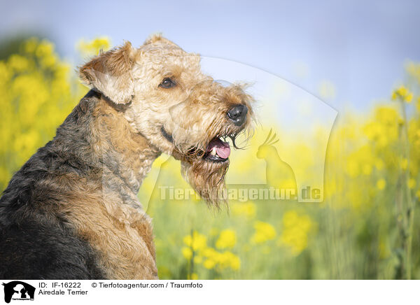 Airedale Terrier / Airedale Terrier / IF-16222
