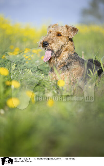 Airedale Terrier / Airedale Terrier / IF-16223