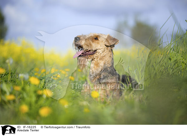 Airedale Terrier / Airedale Terrier / IF-16225