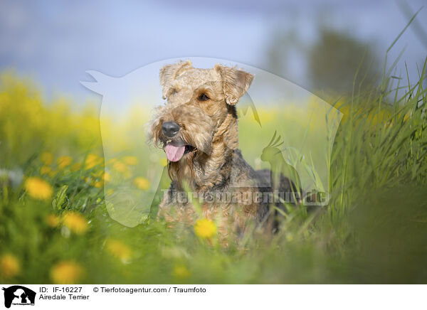 Airedale Terrier / Airedale Terrier / IF-16227
